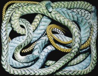 Guido Mocafico - Dendroaspis Viridis I, 2003Ilfochrome Print. Signed, Titled, Dated And Numbered On A Label Affixed To The Back Of The Frame. Ed. 3/4 + 2 Ap. Diasec Mounted And Framed.