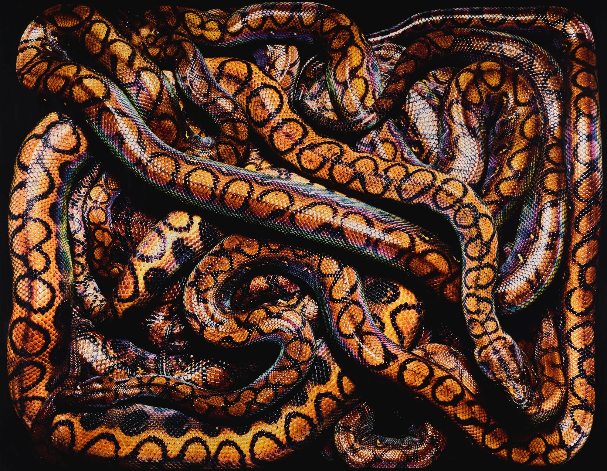 Guido Mocafico - Epicrates Cenchria Cenchria, 2002