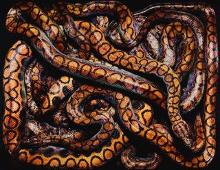 Guido Mocafico - Epicrates Cenchria Cenchria, 2002