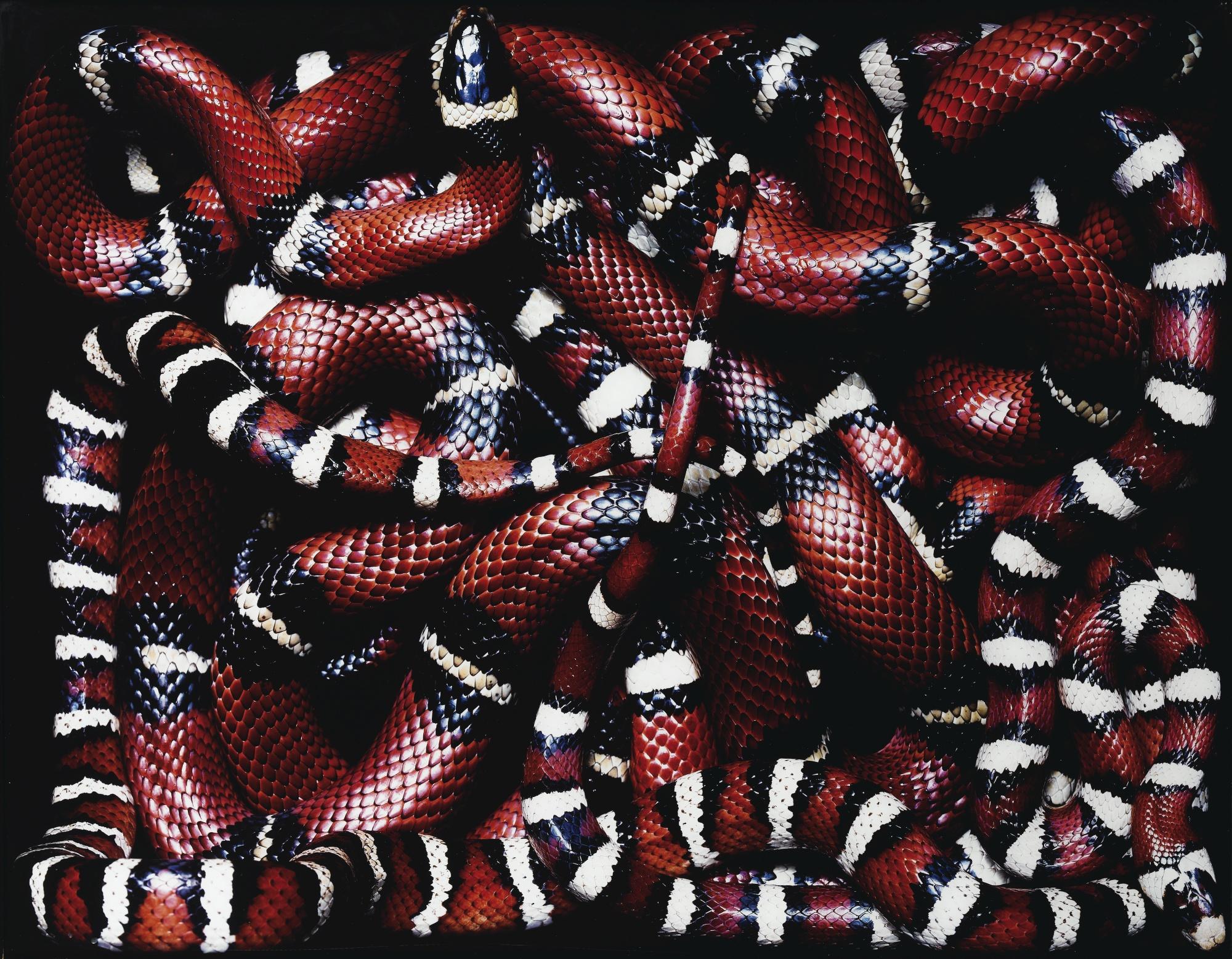 Guido Mocafico - Lampropeltis Pyromelana + Lampropeltis Triangulum Sinaloae, 2002Ilfochrome Print. Signed, Titled, Dated And Numbered On A Label Affixed To The Back Of The Frame. Ed. 3/4+2 Ap. Diasec Mounted And Framed.