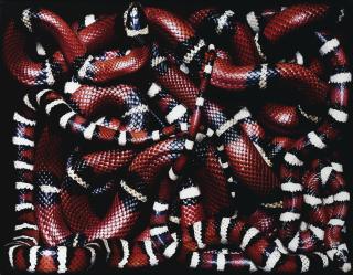 Guido Mocafico - Lampropeltis Pyromelana + Lampropeltis Triangulum Sinaloae, 2002Ilfochrome Print. Signed, Titled, Dated And Numbered On A Label Affixed To The Back Of The Frame. Ed. 3/4+2 Ap. Diasec Mounted And Framed.