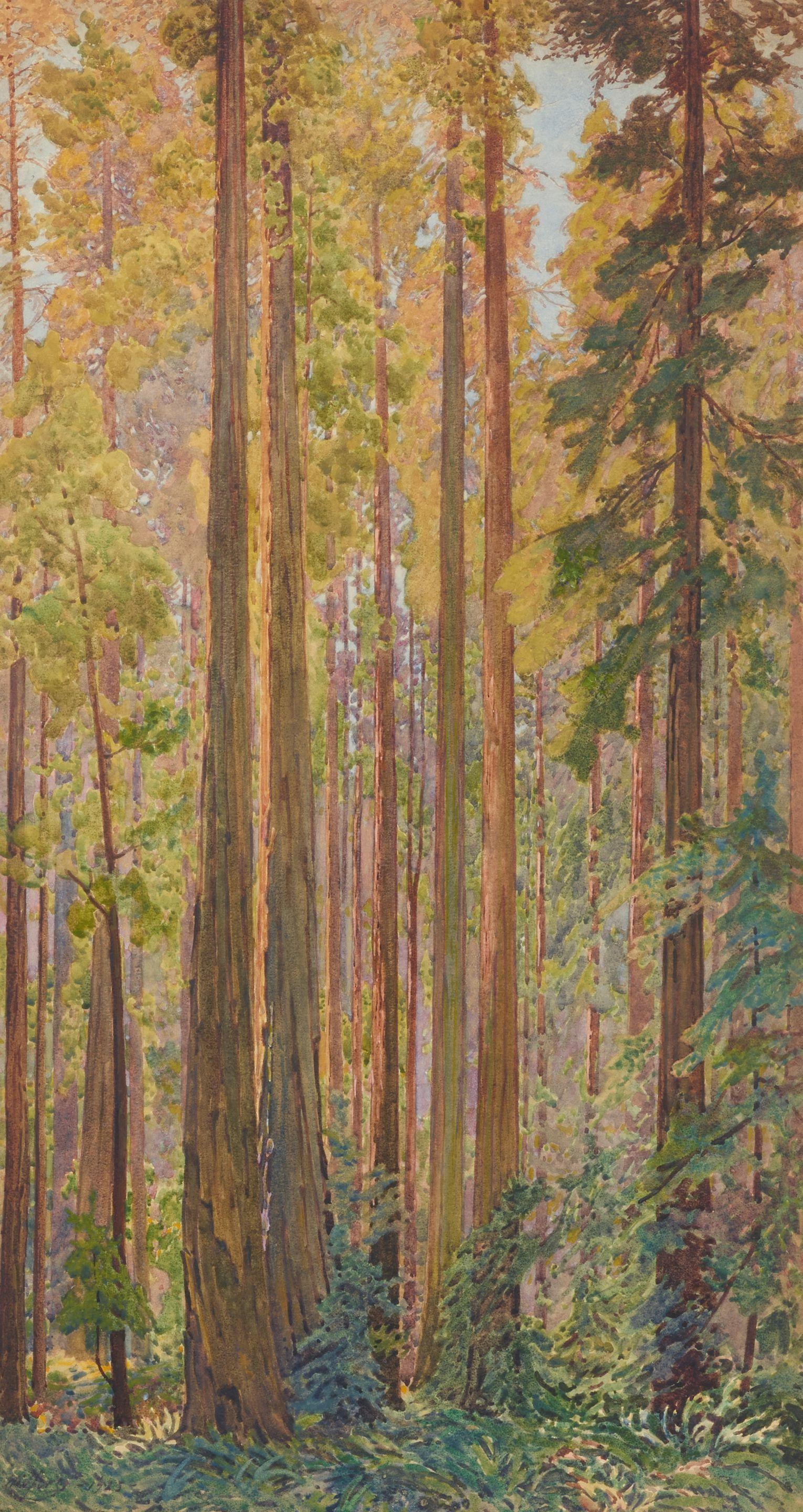 Gunnar Widforss - Redwood Trees
