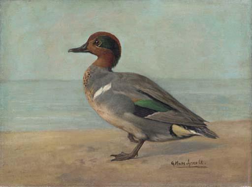 Gustav Muss-Arnolt - Green-winged Teal