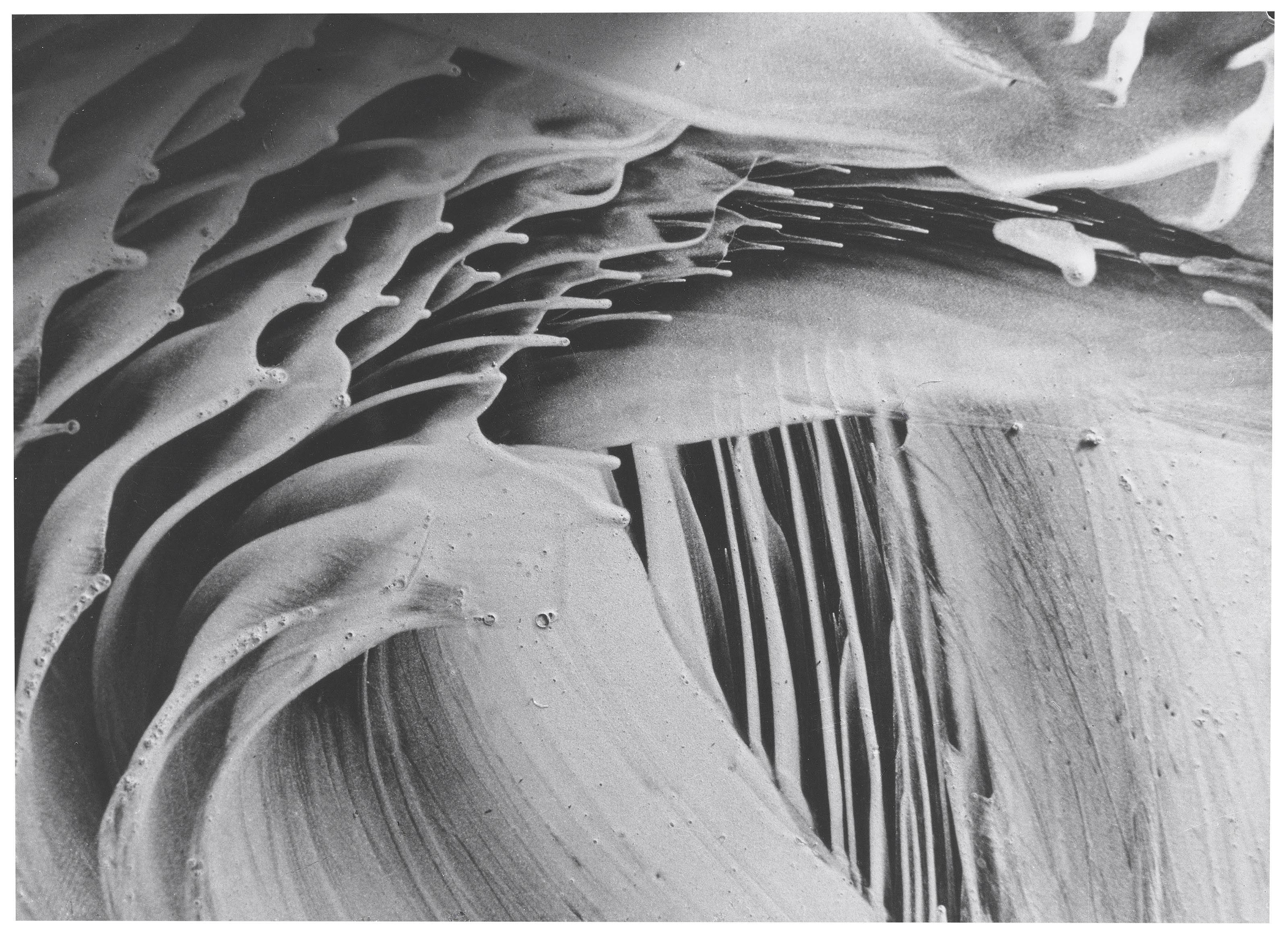 Gustav Schenk - Untitled from Schöpfung aus dem Wassertropfen, 1954