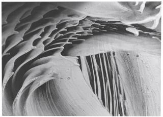 Gustav Schenk - Untitled from Schöpfung aus dem Wassertropfen, 1954