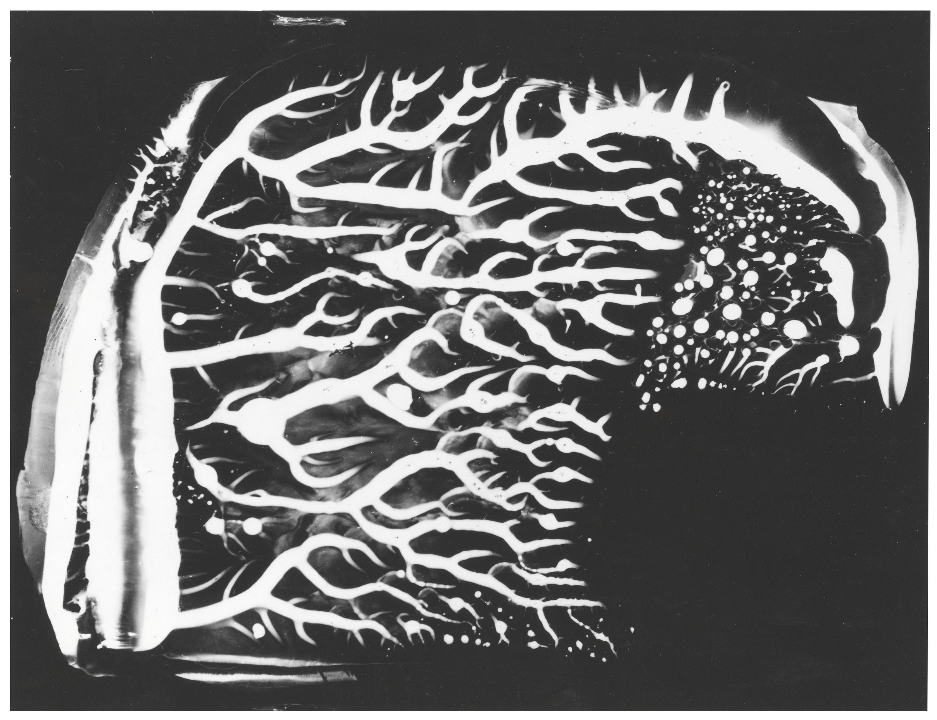 Gustav Schenk - Untitled from Schöpfung aus dem Wassertropfen, 1954