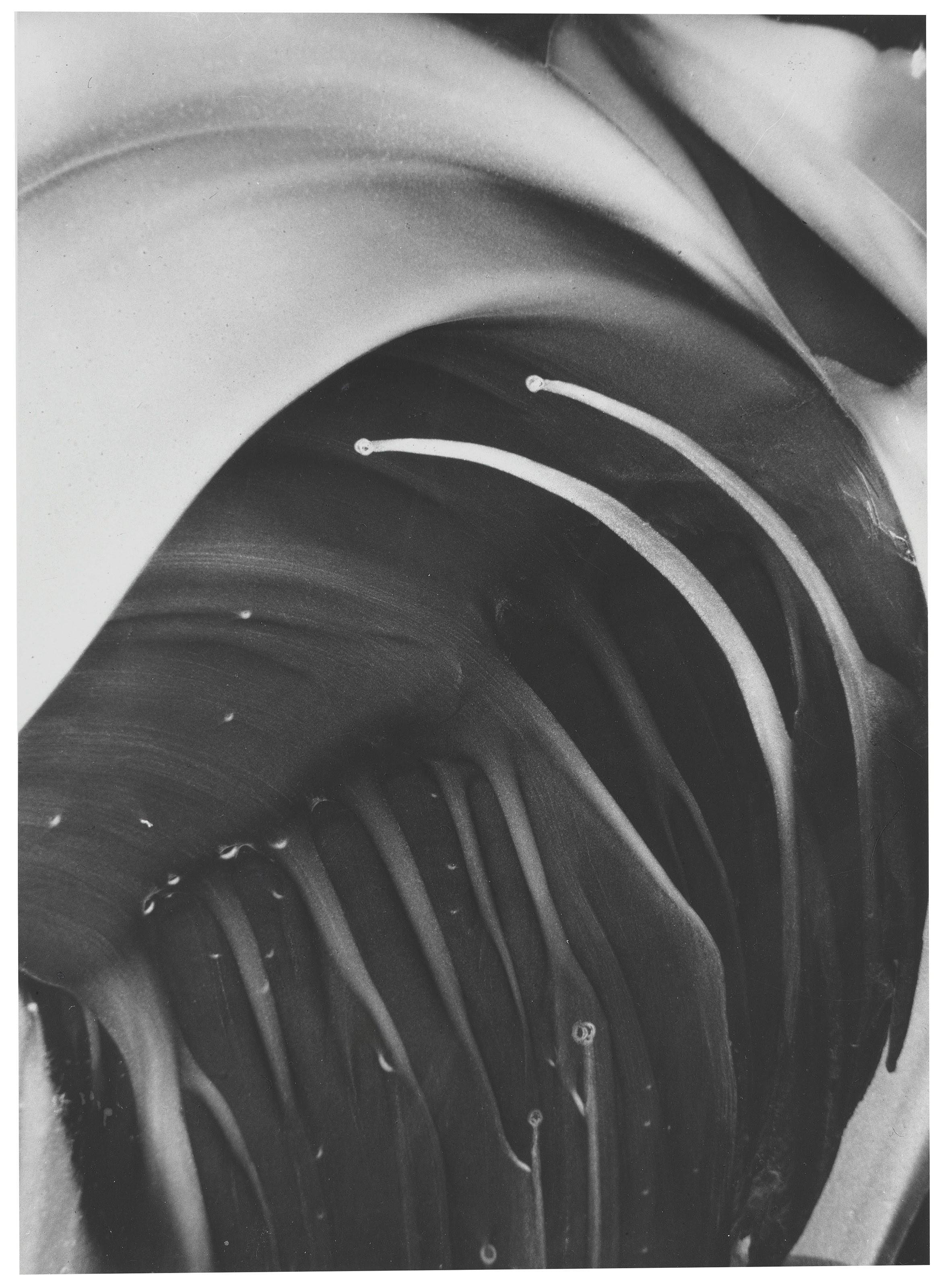 Gustav Schenk - Untitled from Schöpfung aus dem Wassertropfen, 1954