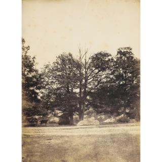 Gustave Le Gray - Planche Xi. Au Bord De La Route, Vers 1849