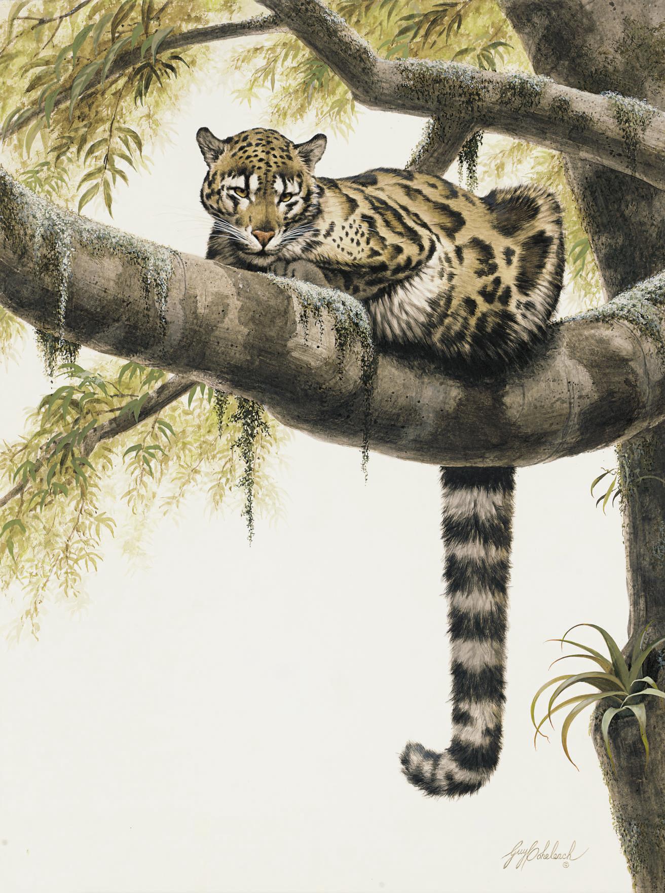 Guy Joseph Coheleach - A good vantage point: A clouded leopard in a tree