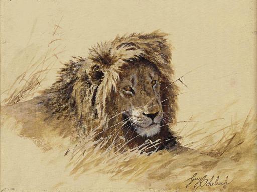 Guy Joseph Coheleach - A Study of a Lion
