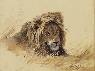 Guy Joseph Coheleach - A Study of a Lion