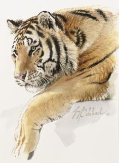 Guy Joseph Coheleach - A tigress surveying her territory