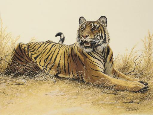Guy Joseph Coheleach - Royal Bengal Tiger: Sugar