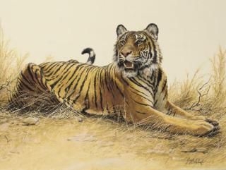Guy Joseph Coheleach - Royal Bengal Tiger: Sugar