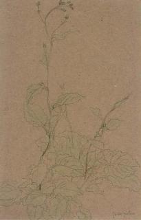 Gwen John - Study of a plant
