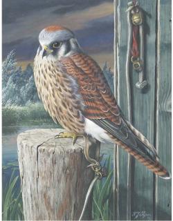 H.J. Slijper - A Windhover