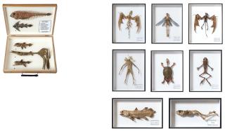 Hajime Emoto - Dragon; Microid; Evil Beast; Merman; Coelacanth; Bull Frog; Drape Turtle; European Alraune; & Fishes Collection