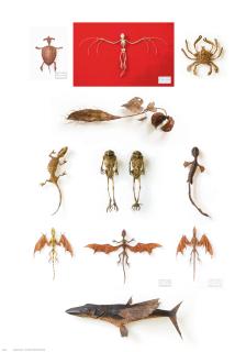 Hajime Emoto - Hammerhead Turtle; Romanian Dragon; Celtic Dragon; Crow Fish (Karasu-uo); Ashura gani; Evil Beast/Skeleton; Chochinimo-modoki; Mr. and Mrs. Frog; Bush Crocodile; & Sansho Unagi