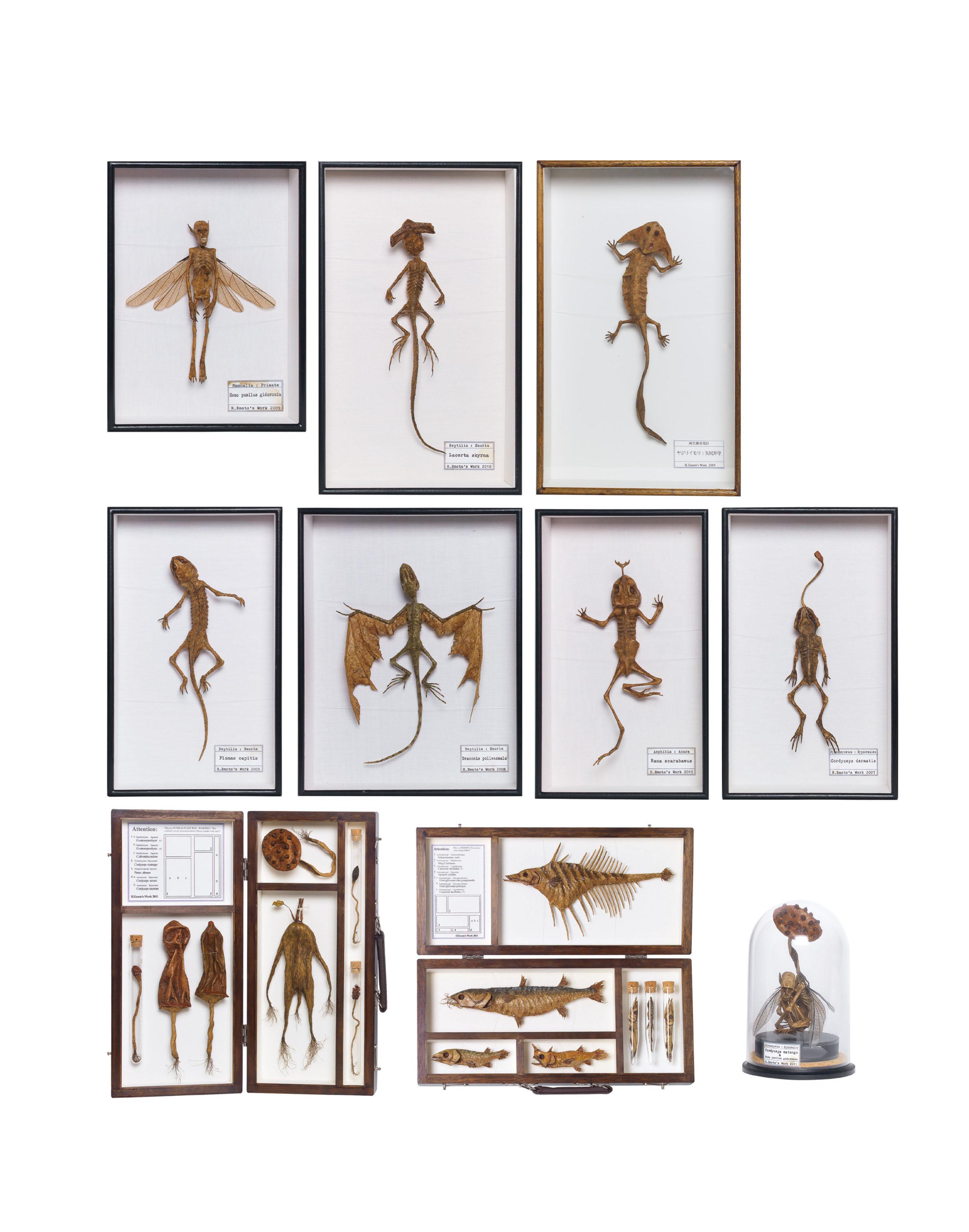 Hajime Emoto - Homo pumilus gidoronia; Lacerta skyrna; Arrowhead Lizard; Planas capitia; Draconis pollenemala; Rana scarabeus; Cordyceps dermatitis; Fungi & Plant Box; Fish Box; & Cordyceps matango & Homo pumilus gidoronia