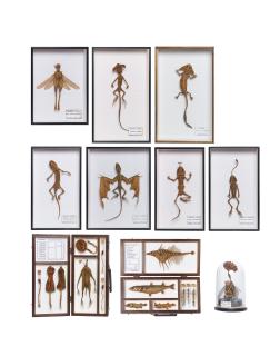 Hajime Emoto - Homo pumilus gidoronia; Lacerta skyrna; Arrowhead Lizard; Planas capitia; Draconis pollenemala; Rana scarabeus; Cordyceps dermatitis; Fungi & Plant Box; Fish Box; & Cordyceps matango & Homo pumilus gidoronia