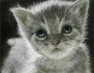 Han Young Wook - Cat