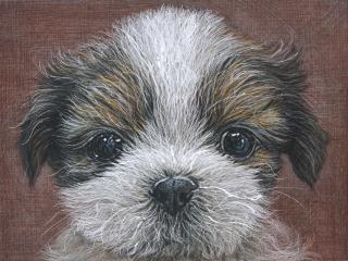 Han Young Wook - Dog