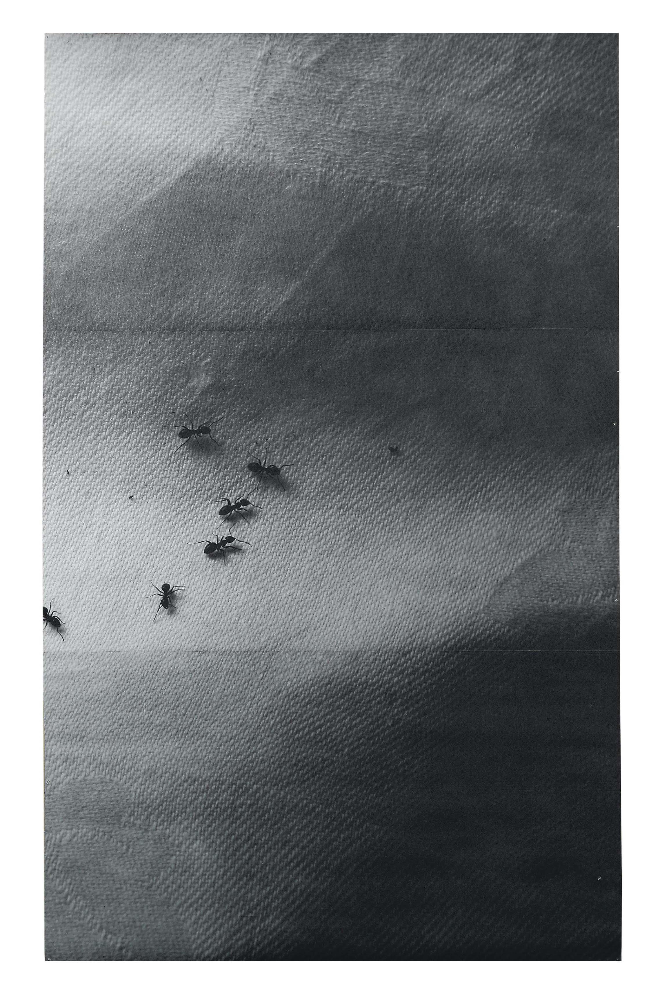 Hannah Collins - Untitled (Ants on tablecloth)