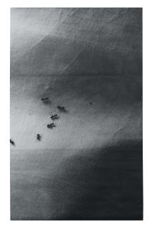Hannah Collins - Untitled (Ants on tablecloth)