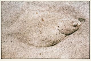 Hans Hammarskiöld - Flatfish, 1976