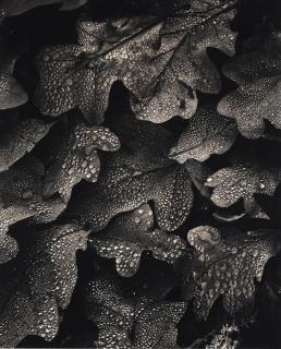 Hans Hammarskiöld - \