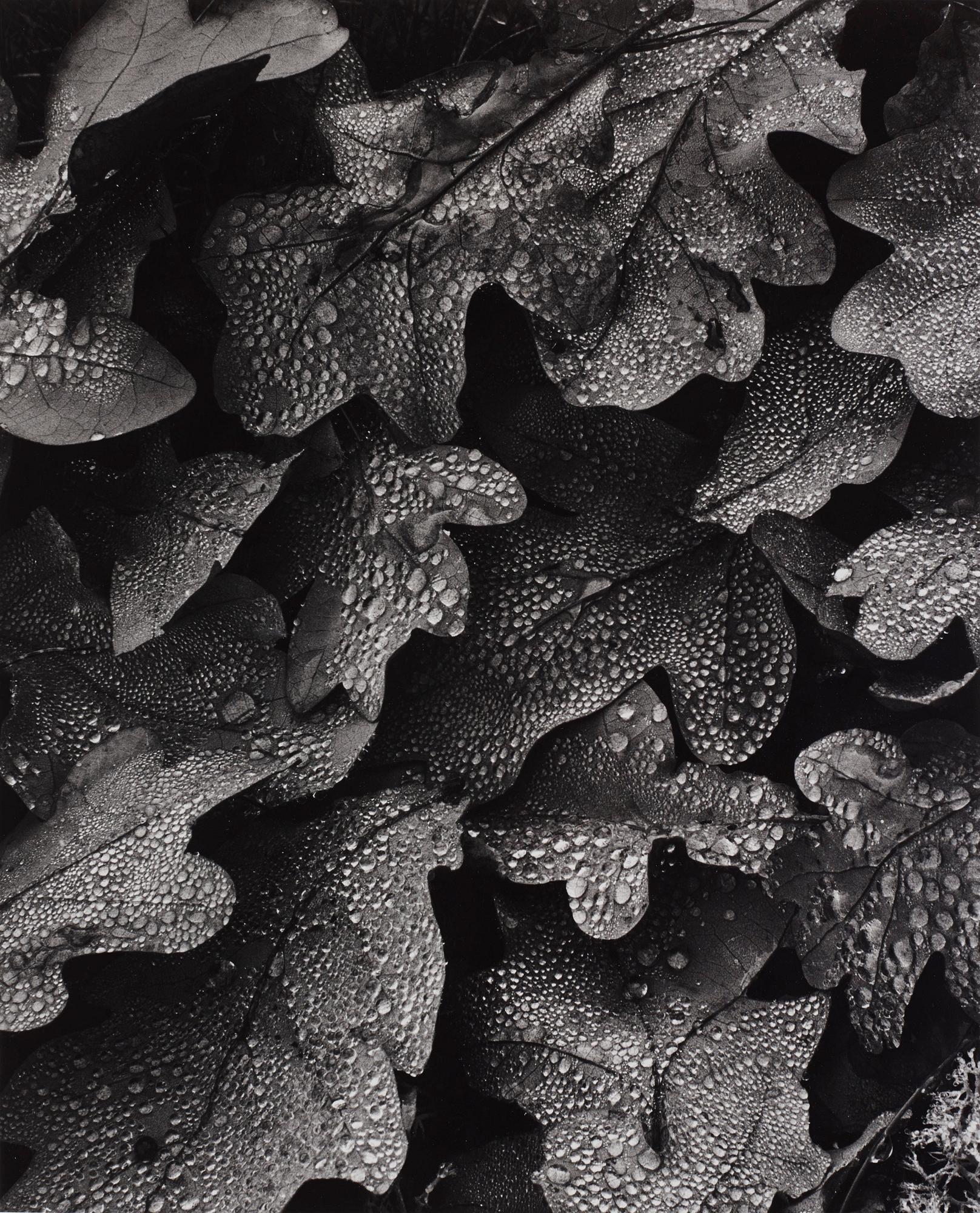 Hans Hammarskiöld - \'Morgondagg på eklöv\', 1952.