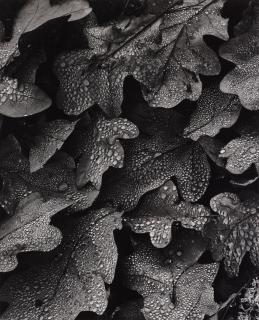 Hans Hammarskiöld - \'Morgondagg på eklöv\', 1952.