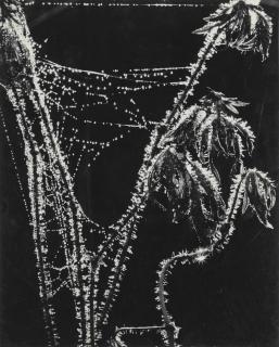 Hans Hammarskiöld - Nature Studies, C. 1960