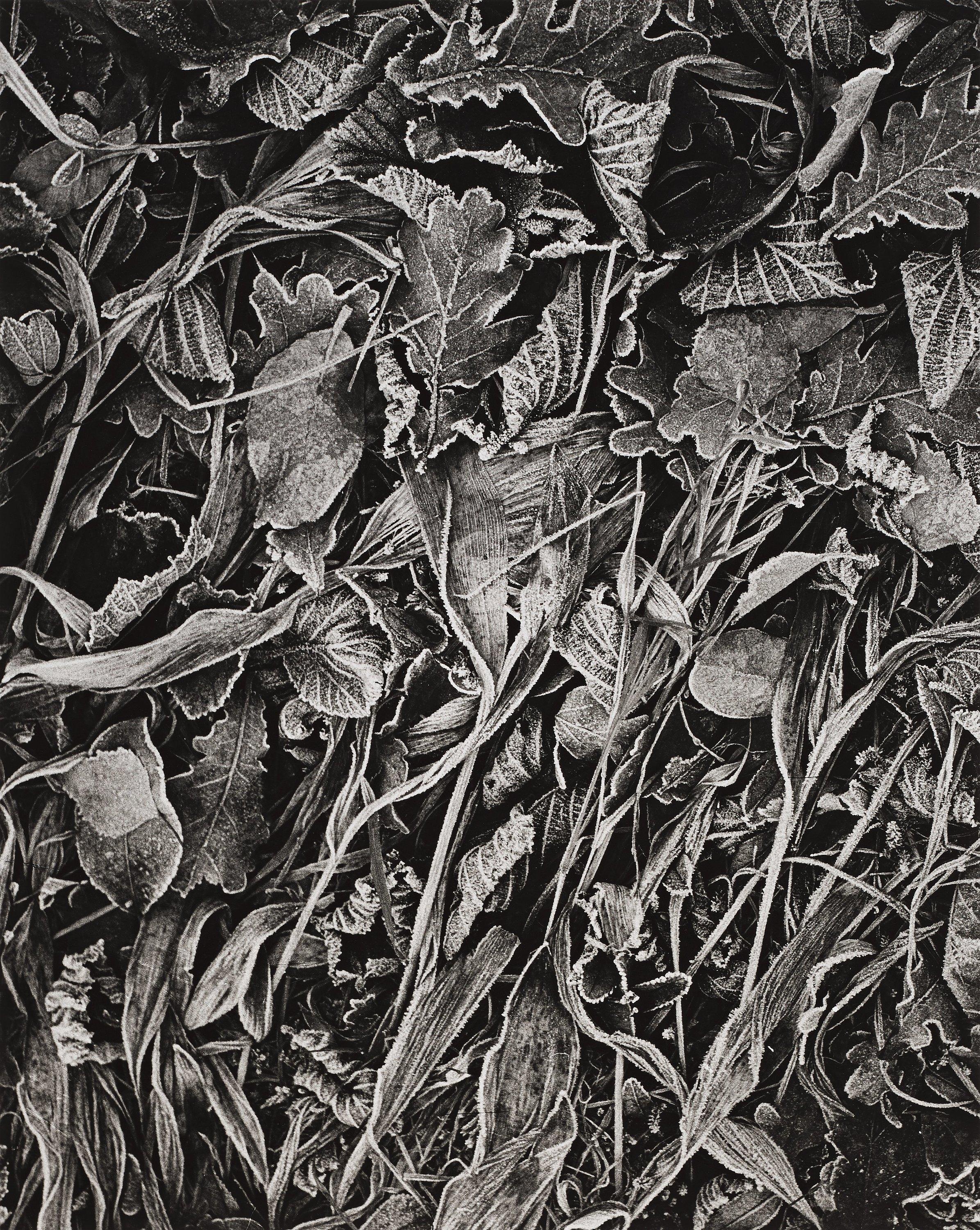 Hans Hammarskiöld - Untitled, 1949