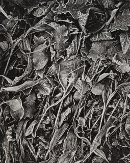 Hans Hammarskiöld - Untitled, 1949