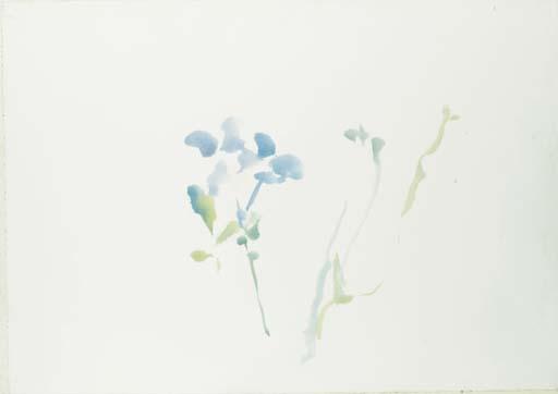 Hans Van Hoek - Freesia\'s