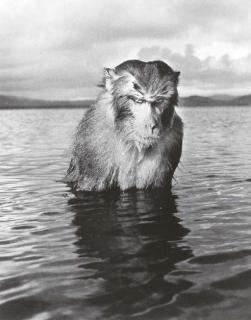 Hansel Mieth - Mad Monkey