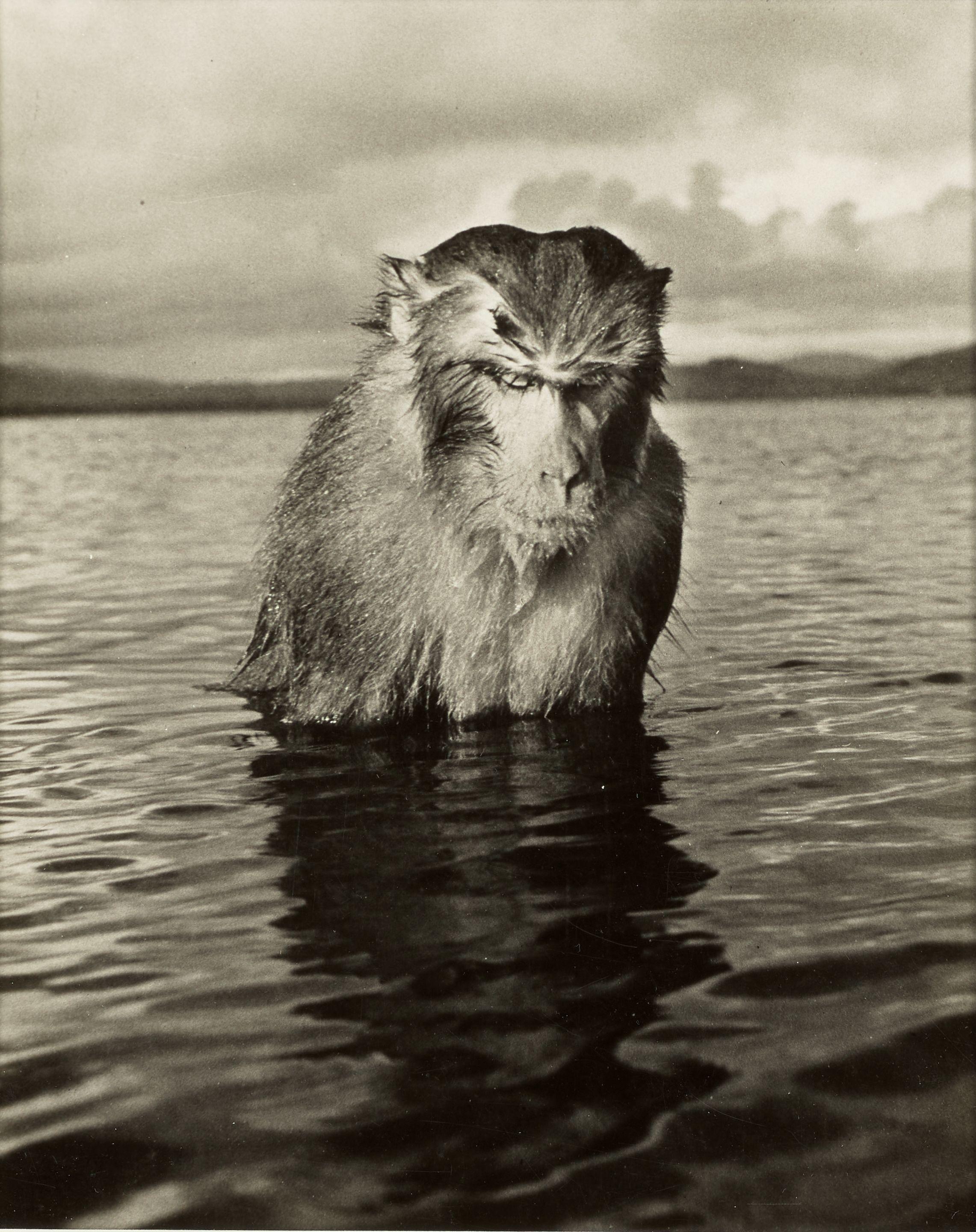 Hansel Mieth - Rhesus Monkey
