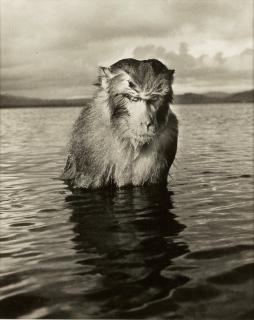 Hansel Mieth - Rhesus Monkey