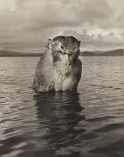 Hansel Mieth - Rhesus Monkey