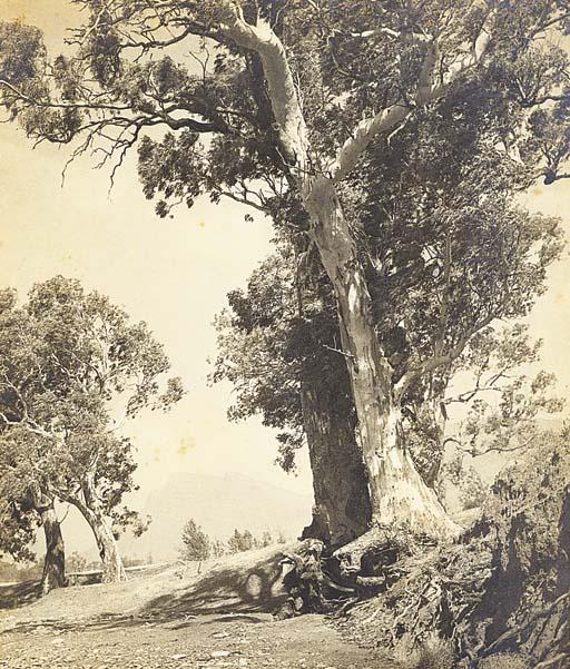 Harold Cazneaux - Gums of the Flinders Ranges