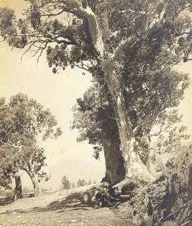 Harold Cazneaux - Gums of the Flinders Ranges