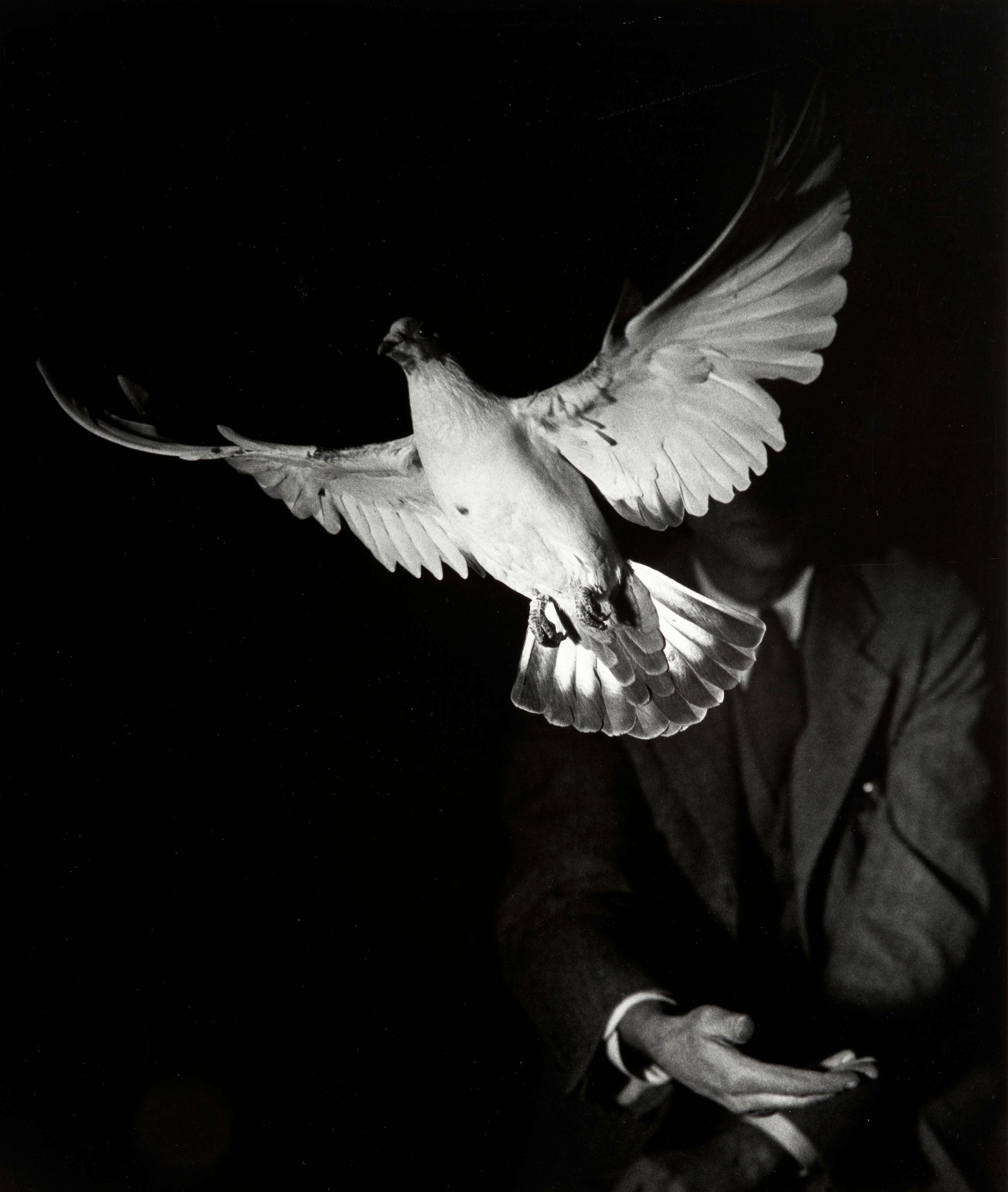 Harold Edgerton - Flight of a Dove