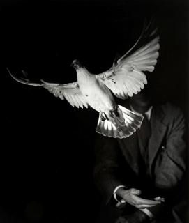 Harold Edgerton - Flight of a Dove