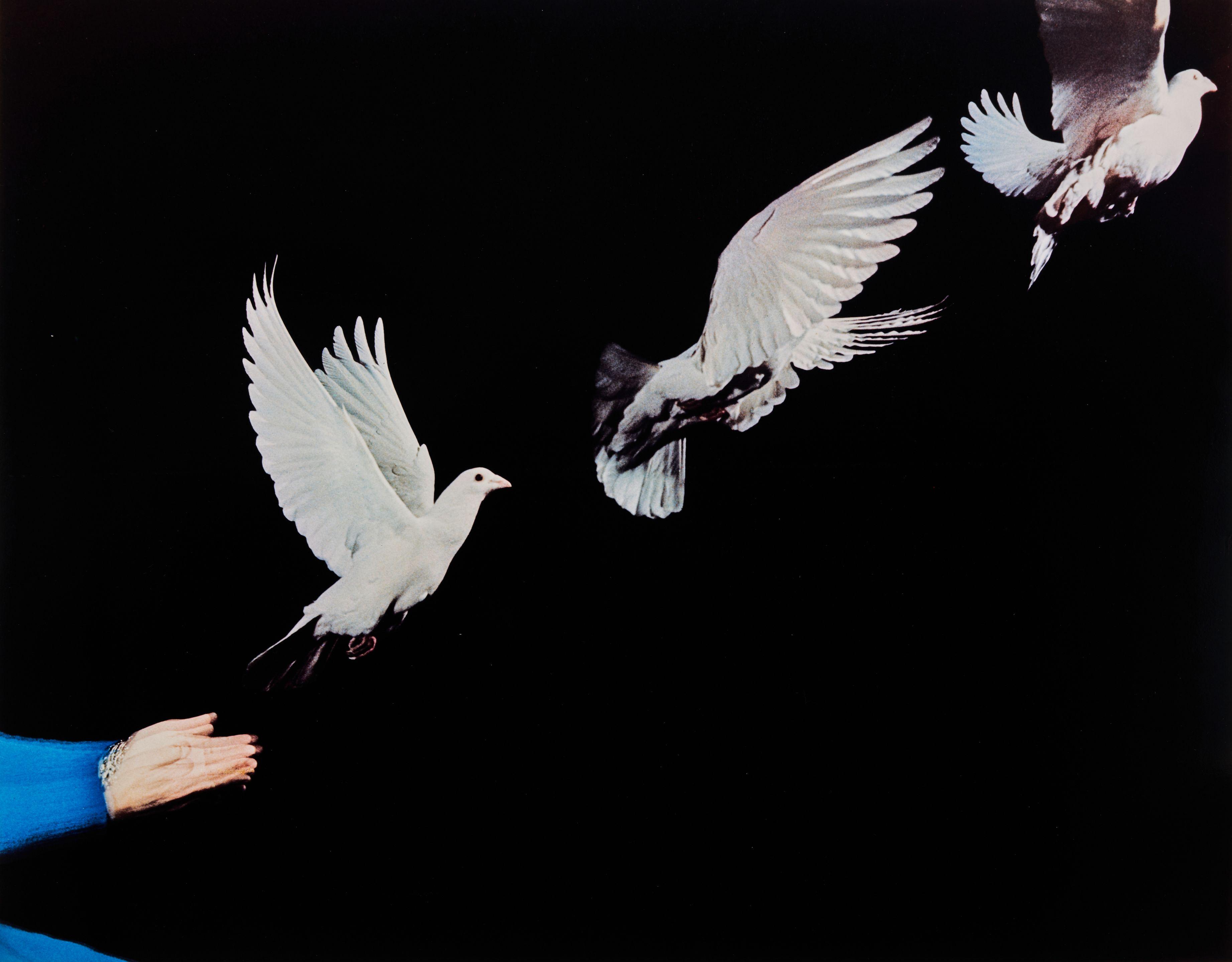 Harold Edgerton - Pigeon Released