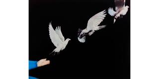 Harold Edgerton - Pigeon Released