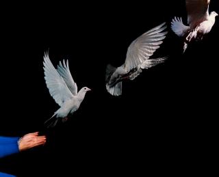 Harold Edgerton - Pigeon Released