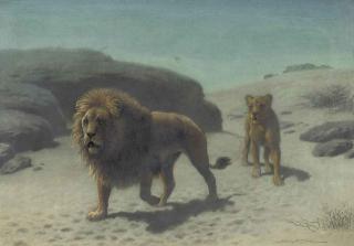 Harrington Bird - A lion and lioness in the desert