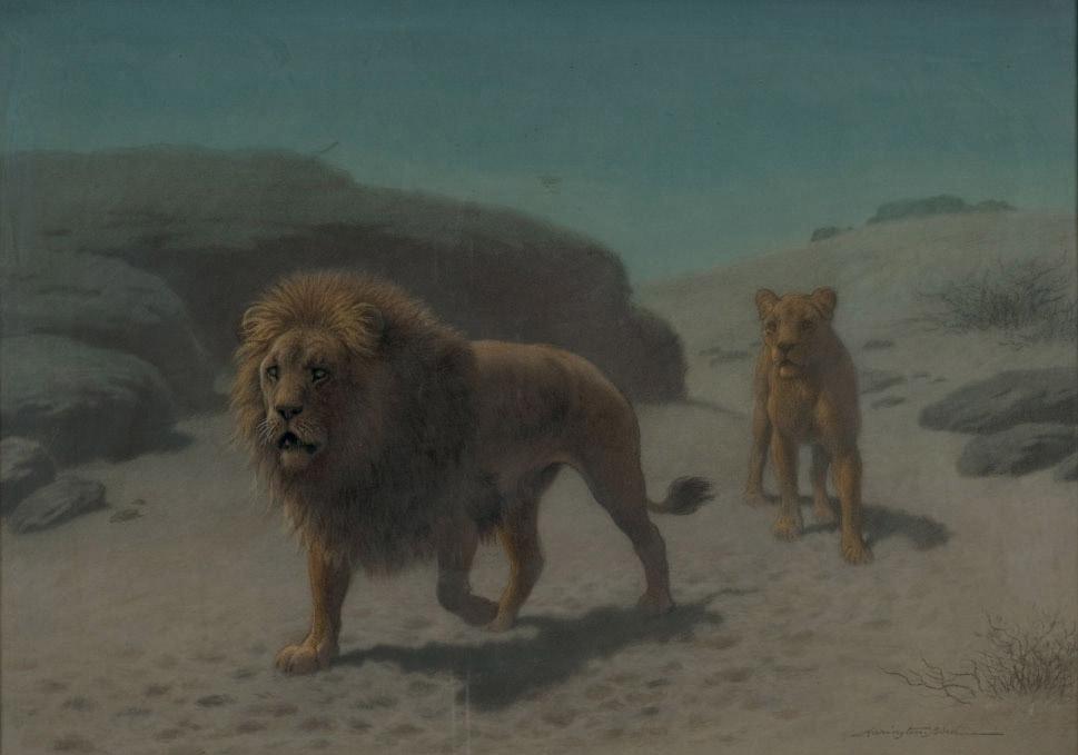 Harrington Bird - Lion et lionne dans le désert
