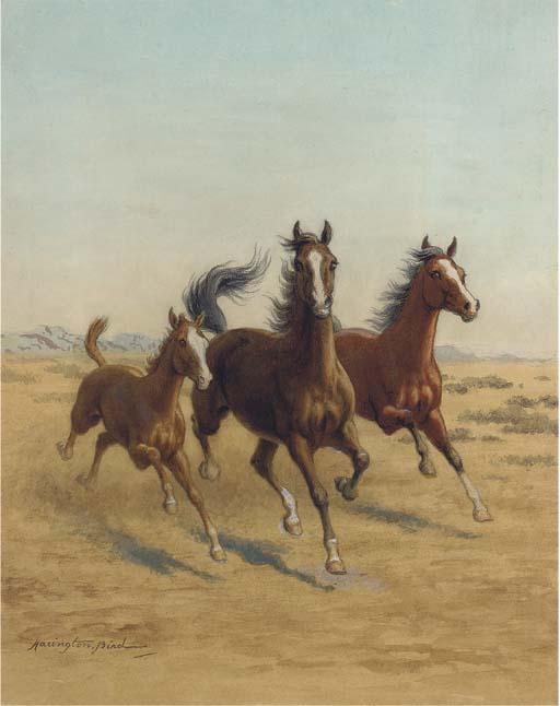 Harrington Bird - Running Free